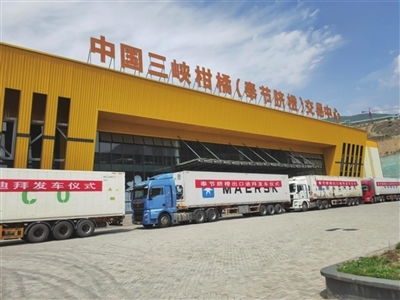 奉节脐橙首次出口迪拜 中东地区打开新市场凤凰网重庆